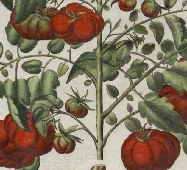 Raffigurazione del pomodoro (“Poma amoris fructu rubro”) del 1620