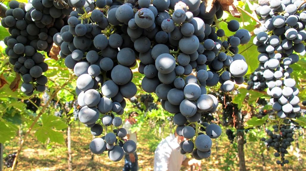 Uva Montepulciano