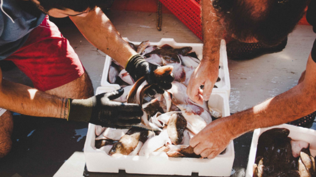Stella Pescaturismo