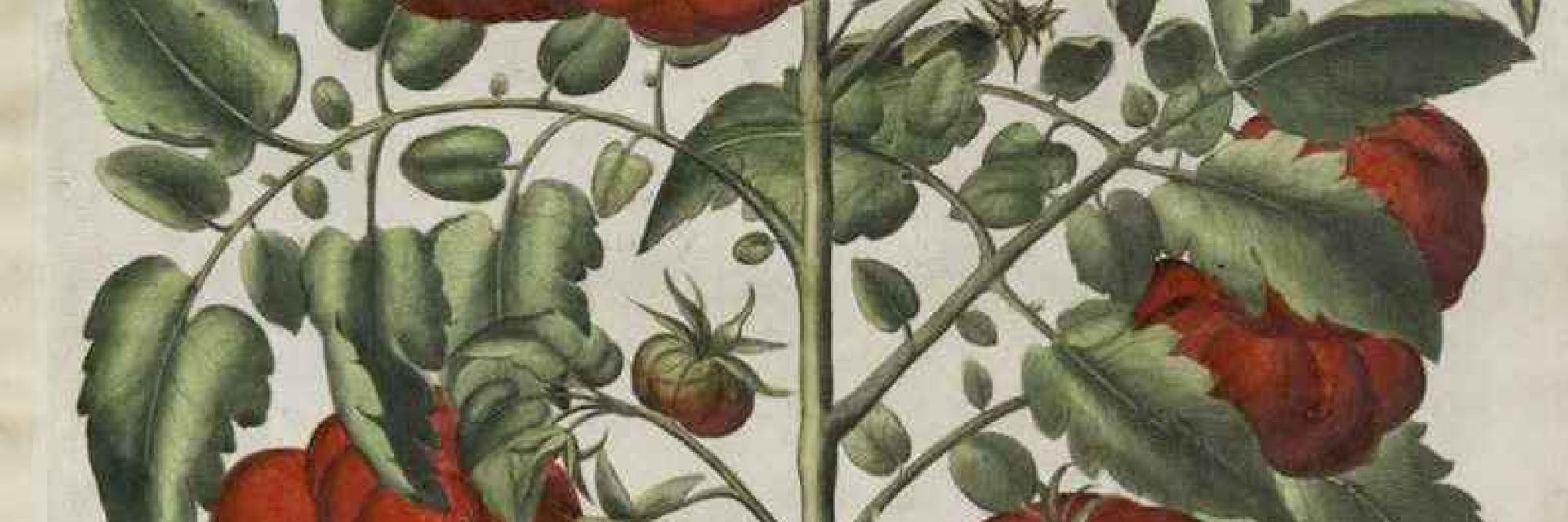 Raffigurazione del pomodoro (“Poma amoris fructu rubro”) del 1620