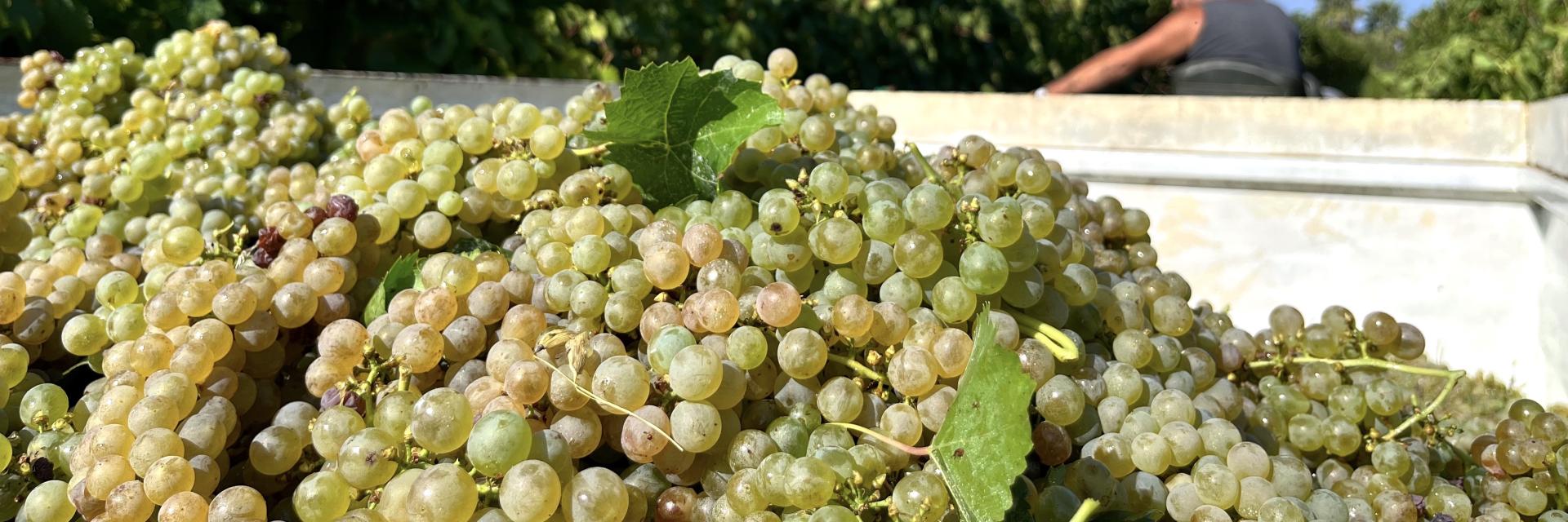 Pecorino
